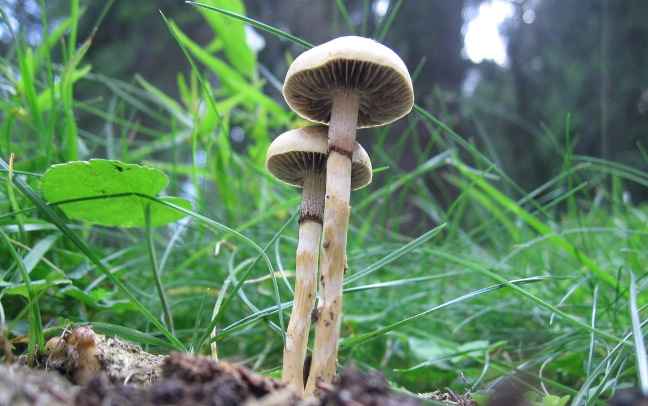 Bosco di abeti sulle Dolomiti, 1700 m